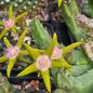 Preview: Stapelia flavopurpurea